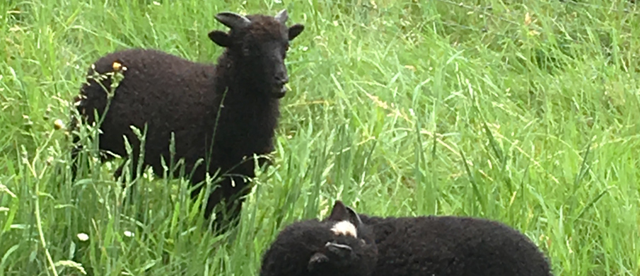 Mouton d'Ouessant chez IBS